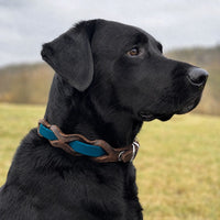 Schwarzer Labrador mit Halsband „Braidy Farbrausch“ in Petrol und braunem Leder vor unscharfer Wiese