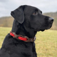 Schwarzer Labrador mit Halsband „Braidy Farbrausch“ in Rot und braunem Leder vor unscharfer Wiese