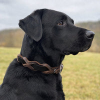Schwarzer Labrador mit Halsband „Braidy Farbrausch“ in Schwarz und braunem Leder vor unscharfer Wiese