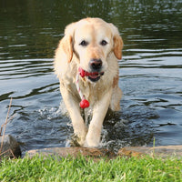 Trixie - schwimmfähiger Fun-Mot aus Naturgummi