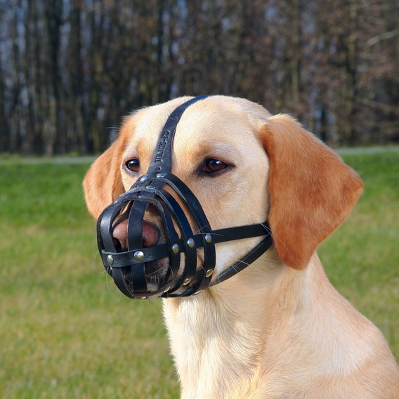 Maulkorb Hund Frisst Alles Maulkorb, Heimtierpass, Spielzeug Was