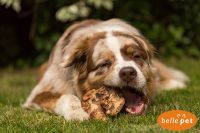 Bellepet Kauwurzel Bellepet Kauwurzel